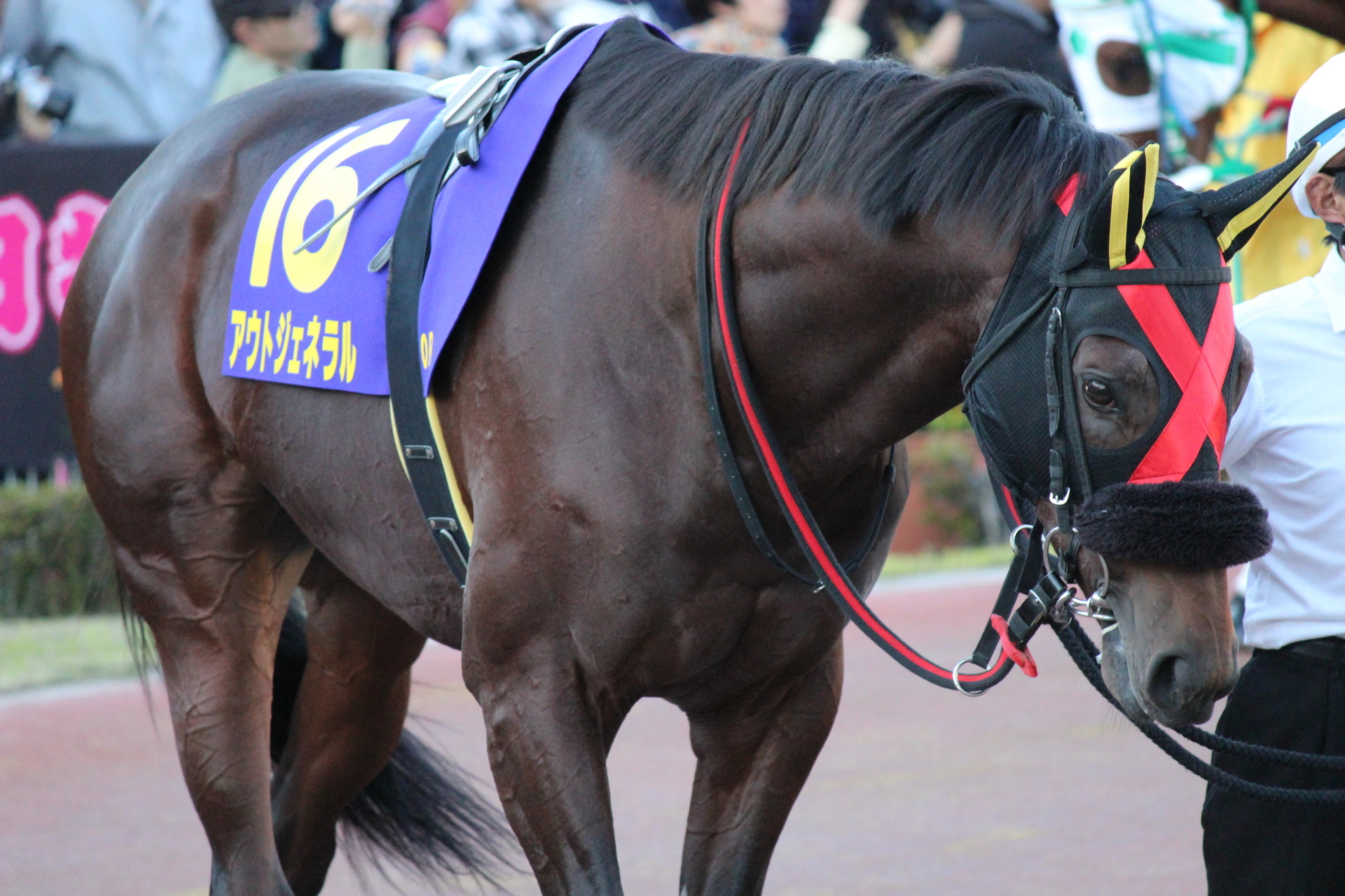 15 11 3 競馬 Jbcクラシックほか 通勤準急スタジアム行き３